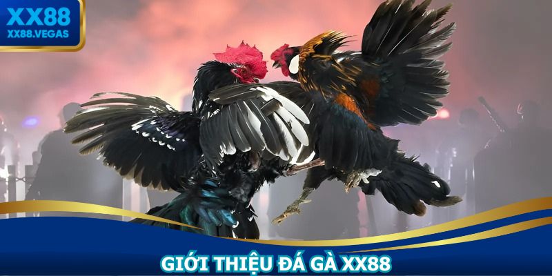 Bộ môn đá gà XX88 được nhiều thành viên ưa chuộng