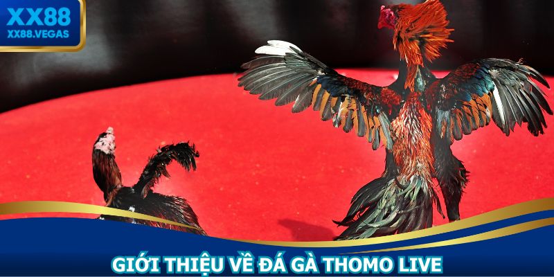 Hội viên dễ dàng xem trận đấu tại nhà