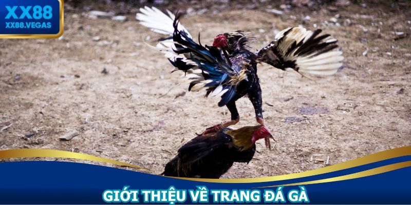 Là nơi để hội viên tham gia cược chọi gà