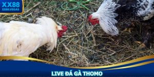 Live Đá Gà Thomo XX88: Sân Chơi Cá Cược Đỉnh Cao 2025