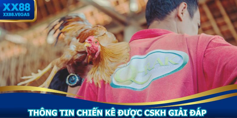 Live đá gà thomo có đội ngũ hỗ trợ 24/7