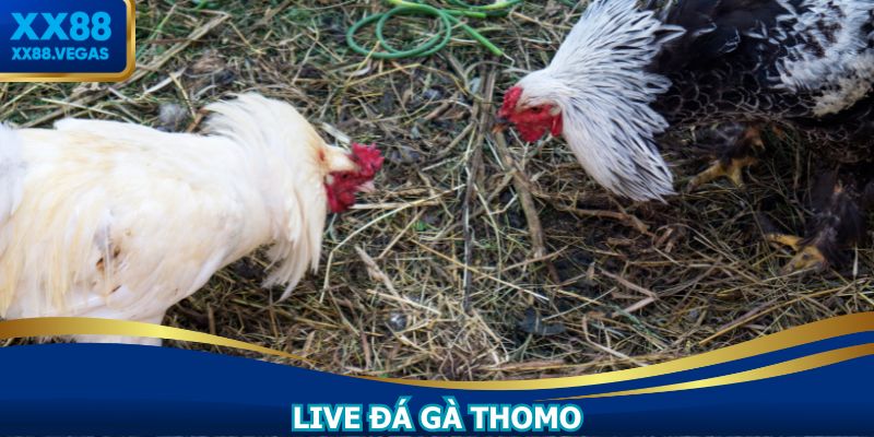 Live Đá Gà Thomo XX88: Sân Chơi Cá Cược Đỉnh Cao 2025
