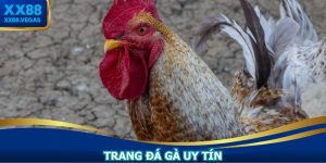 Trang Đá Gà Uy Tín XX88: Đấu Trường Trực Tuyến Đỉnh Cao