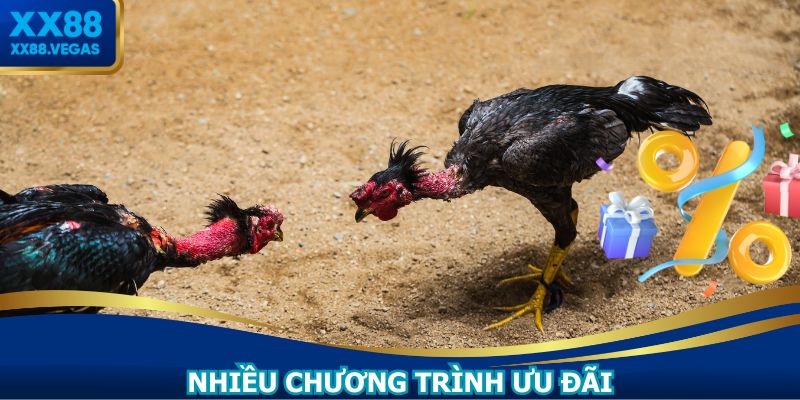 Trang đá gà uy tín có ưu đãi cho người tham gia