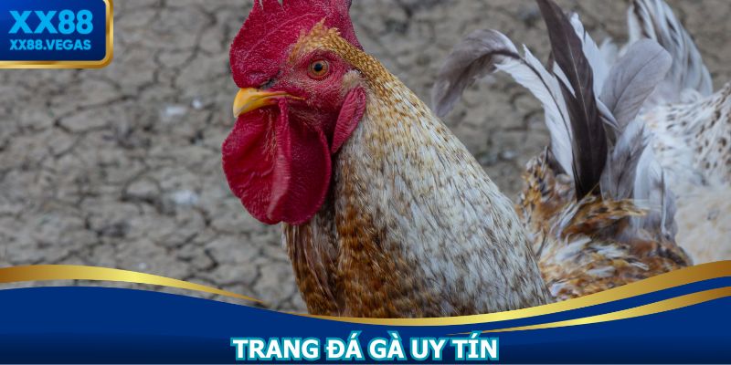 Trang Đá Gà Uy Tín XX88: Đấu Trường Trực Tuyến Đỉnh Cao
